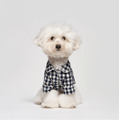 Why Dog Loungewear is Essential for Your Pup