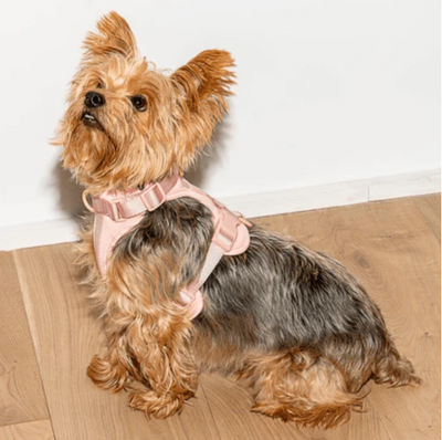 The Most Pawsitively Perfect Blush Cushioned Dog Harness